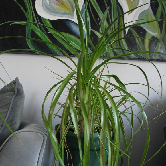 Samsung EX1/TL500 Digital Camera 10MP Digicam F1.8-2.4 Lens, Tilt Screen 3x Zoom - Picture 7 of 12